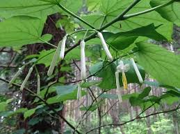 Image result for Riocreuxia chrysochroma