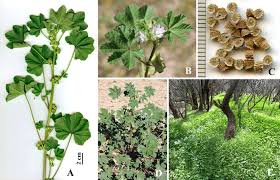 Image result for Malva parviflora