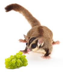 Pet Sugar Glider Food Diet