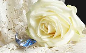 This english rose is a winner as not only is it early flowering, but the pure white, ruffled blooms are also highly scented. White Roses Hd Free Wallpaper For Desktop
