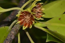 Image result for Bruguiera