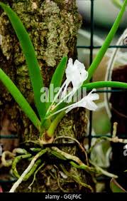 Image result for Podangis