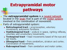 Function Of The Spinal Cord Cerebellum And Brainstem