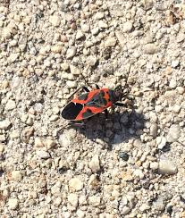 We did not find results for: What Is This Black And Red Bug Gardening Landscaping Stack Exchange