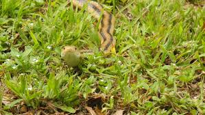 Experts Provide Tips About Handling Snakes That Get Inside Your Home