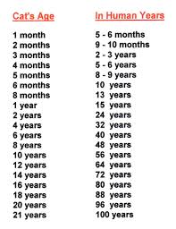 Starlink is really my only hope for decent internet out here. Dog Age Chart Months The Y Guide