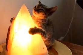 This is an approach we've seen used in battery designs for other led lanterns, and is the basis of grander visions of a source of renewable energy. Pet Poisoning In The News The Animal Medical Center