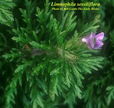Image result for Limnophila fluviatilis
