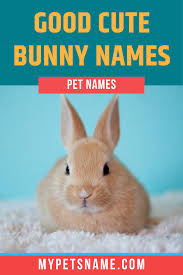 Black And White Bunny Names Boy Good Cute Bunny Names In 2020 Bunny Names Cool Pet Names Cute Bunny