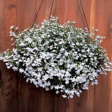 Image result for Lobelia goetzei