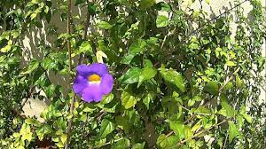 Thunbergia Erecta King S Mantle Flower Ornamental Plants Kingdom Plantae Flowers