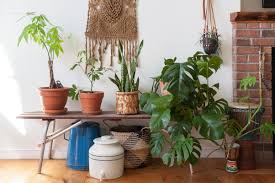 Here's what you need to know about root nutrients and the role beneficial bacteria plays in your garden. Money Tree Plant Care How To Grow Maintain Money Trees Apartment Therapy