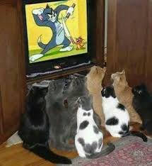 Here Is A List Of Some Of The Most Viral Photos This Year Scroll Down And Enjoy Funny Animal Pictures Crazy Cats I Love Cats