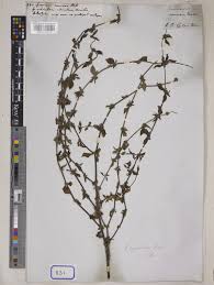 Image result for Spermacoce ocymoides