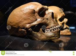 1,722 Neanderthal Photos - Free & Royalty-Free Stock Photos from Dreamstime
