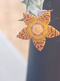 Image result for Orbea schweinfurthii