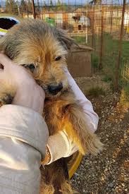 Hier sind unsere derzeitigen hunde, die noch ein neues zuhause suchen. Nello Cani Italiani Italienische Hunde Suchen Ein Zuhause