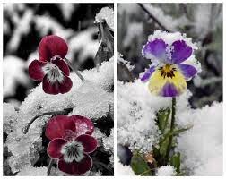 9 Winter Pansies Winter Plants Winter Pansies Cold Weather Plants
