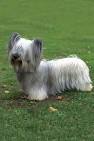 Skye terrier | breed of dog | Britannica