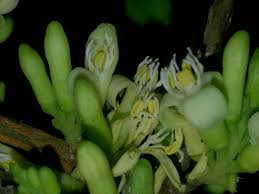 Image result for Olax obtusifolia