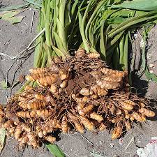 Drain water and set roots aside on a clean towel. How To Grow Turmeric In Pots Plant Instructions
