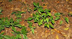 Image result for Anisotes