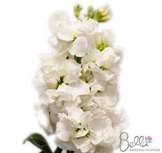 Pin By Wedding Flowers On Anna S Wedding Ideas Stock Flower White Wedding Flowers Flowers