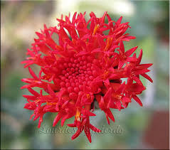 Image result for Kleinia grantii