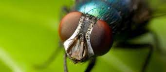 How Long Do Flies Live Lifespan Of Different Types Of Flies