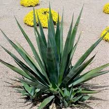 Image result for Agave sisalana