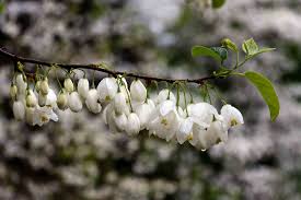 Image result for Halesia