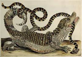 Merian Maria Sibylla 1647 1717 Caiman Crocodile Poster Prints