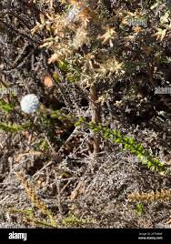 Image result for Phylica emirnensis