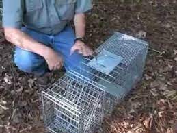 Insert a stick or pencil through the trap and press down on the front or rear edge of the trigger plate. How To Set And Use A Cage Trap For Raccoons And Opossums Youtube