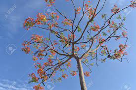 We did not find results for: Red Color Flowers With No Leaves Stock Photo Picture And Royalty Free Image Image 130638544