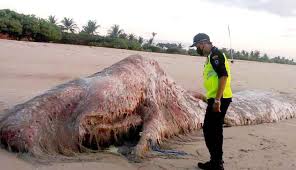 Seekor paus sperma yang ditemukan mati terdampar di perairan pulau kapota, taman nasional wakatobi, sulawesi tenggara, senin (19/11/18 ), menelan hampir enam kilogram plastik dan sandal jepit. Paus Sperma Ditemukan Membusuk Di Pantai Bengiat Nusa Dua Nusabali Com