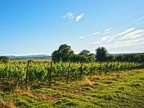 English Wine Tasting