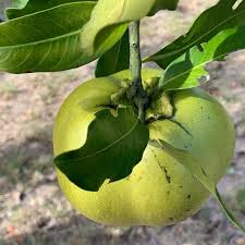 As via citrus expands its partnership with record buck, look for an increased variety of citrus tree options and sizes. Record Buck Farms Howey In The Hills Fl Garden Center Facebook