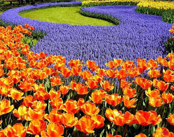 Check spelling or type a new query. Beauty Of Pakistan Ocean Flowers Gorgeous Gardens Beautiful Gardens