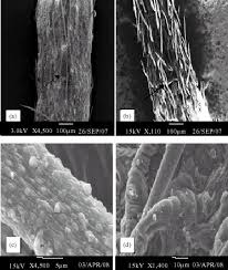 Image result for Felicia muricata