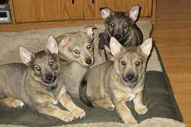 The search tool above returns a list of breeders located. Swedish Vallhund Dog Breed Information