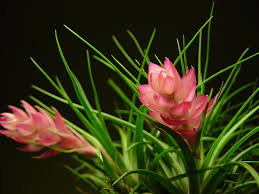 Plants are proven to boost your mood, decrease anxiety and stress and improve the if you need a hand integrating the best indoor plants into your interior design online, our professional designers can add some green magic into. Perfect Plants For Your Bedroom Windowsill In Florida Florida Smart