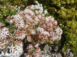 Image result for Tetragonia calycina
