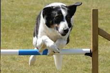 Lake Country Canine Carnival