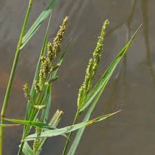 Image result for Echinochloa colona