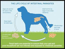 If you need advice or directions, our friendly and. Intestinal Parasite Awareness Month Desert Dunes Animal Hospital