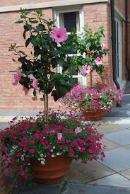 The french monk and botanist charles plumier discovered fuchsia on the island of hispaniola in the late 1600's. This Fuchsia Petunia Is Also From The Vista Series Though The Pink Hibiscus Standards Are The Star Of The S Front Door Flowers Hibiscus Tree Container Flowers