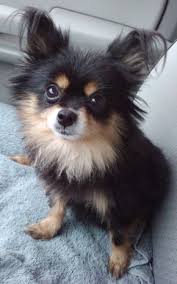 Image Result For Small Long Haired Chihuahua Small Yorkie Puppies Get What From Mom What From Dad Chihuahua Dogs Chihuahua Puppies Chihuahua