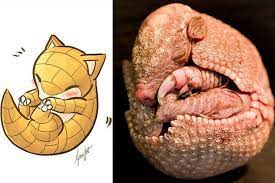 Image Result For Baby Armadillo Images Armadillo Teddy Bear Teddy