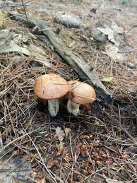 Image result for Suillus weaverae